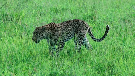 leopard slowly walking through the grass in the serengeti