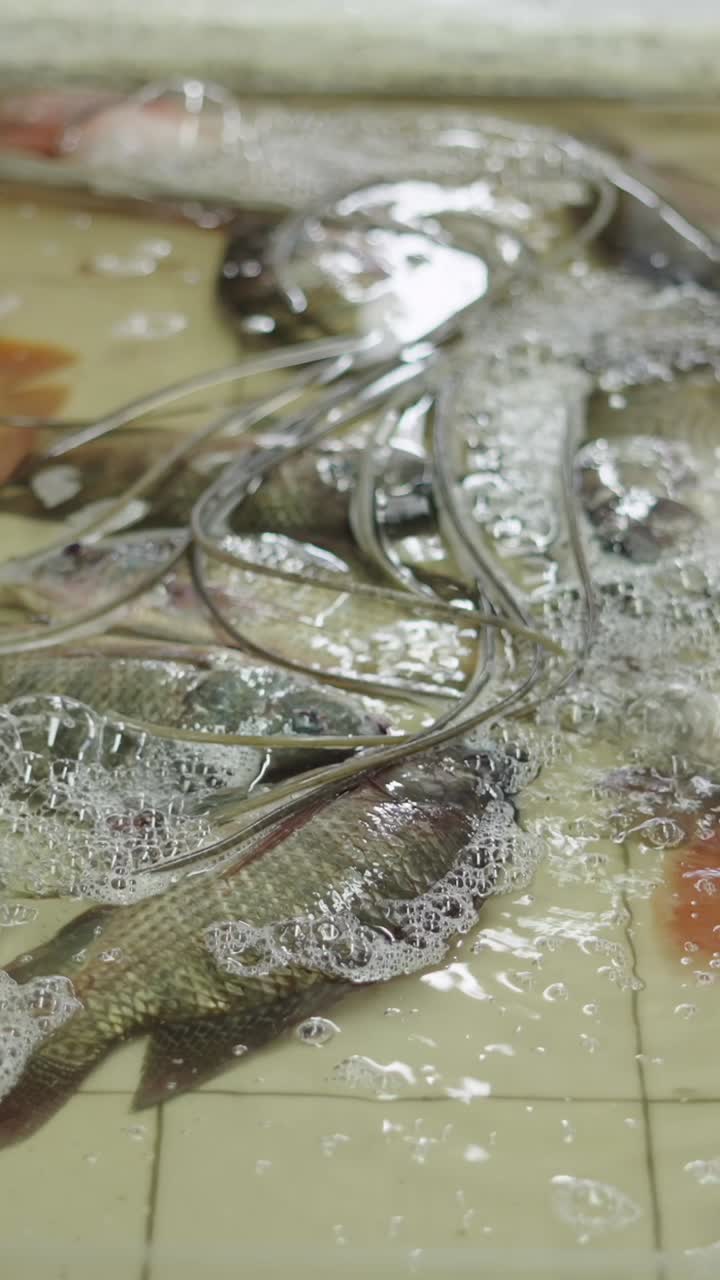 Tilapia in water