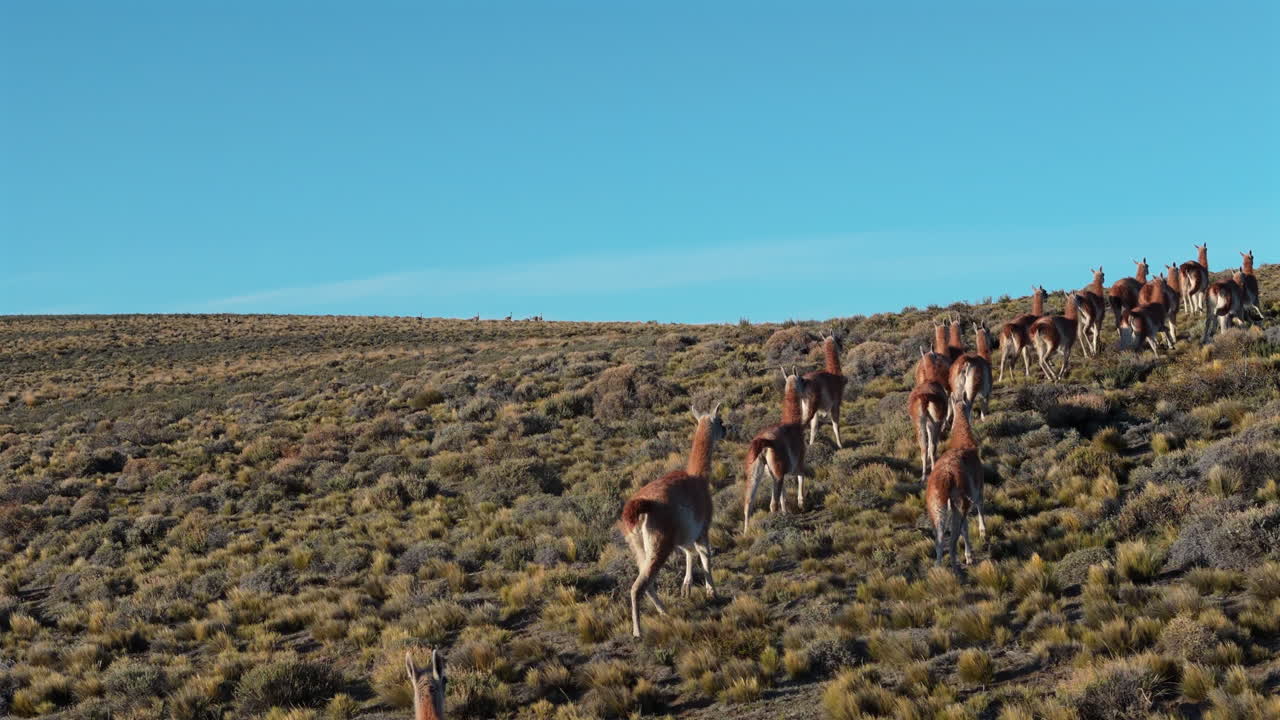 Low follow drone view of wild guanaco herd as they run over yellowish open fields in high mountains, with blue sky background. Shot on 4K at 60fps.