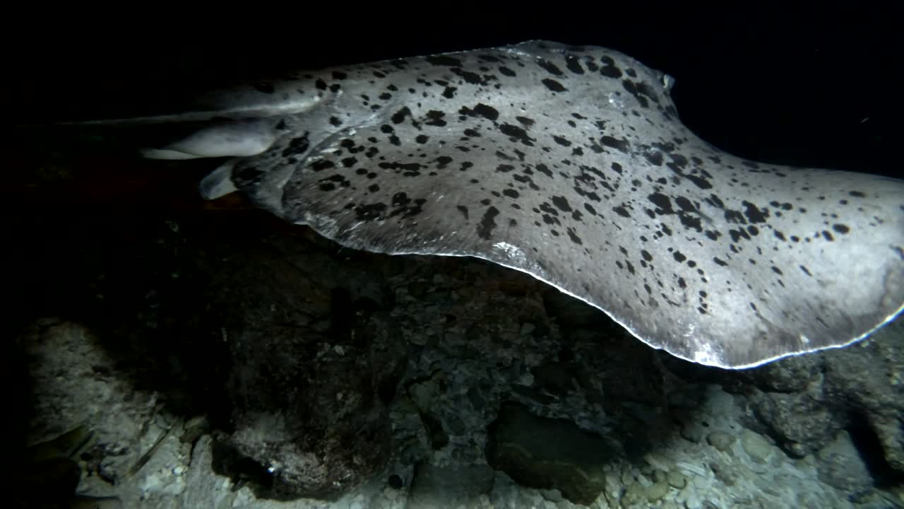 둥근 리본테일 레이 - taeniura meyeni 밤에 수영, 인도양, 몰디브, 아시아