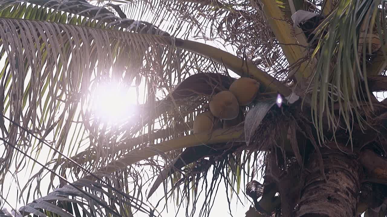 los cocos maduros marrones cuelgan de palmeras altas con hojas