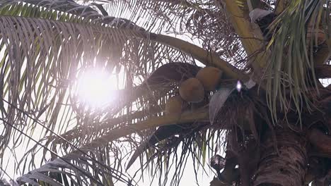 brown ripe coconuts hang on high palm tree with leaves