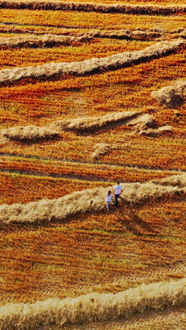 young man and a girl are holding hands walking along the field. lovers walk on the field after harvesting wheat. aerial top view. vertical video