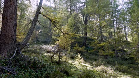 Alejándose-De-Una-Parte-De-Un-Bosque-De-Alerces