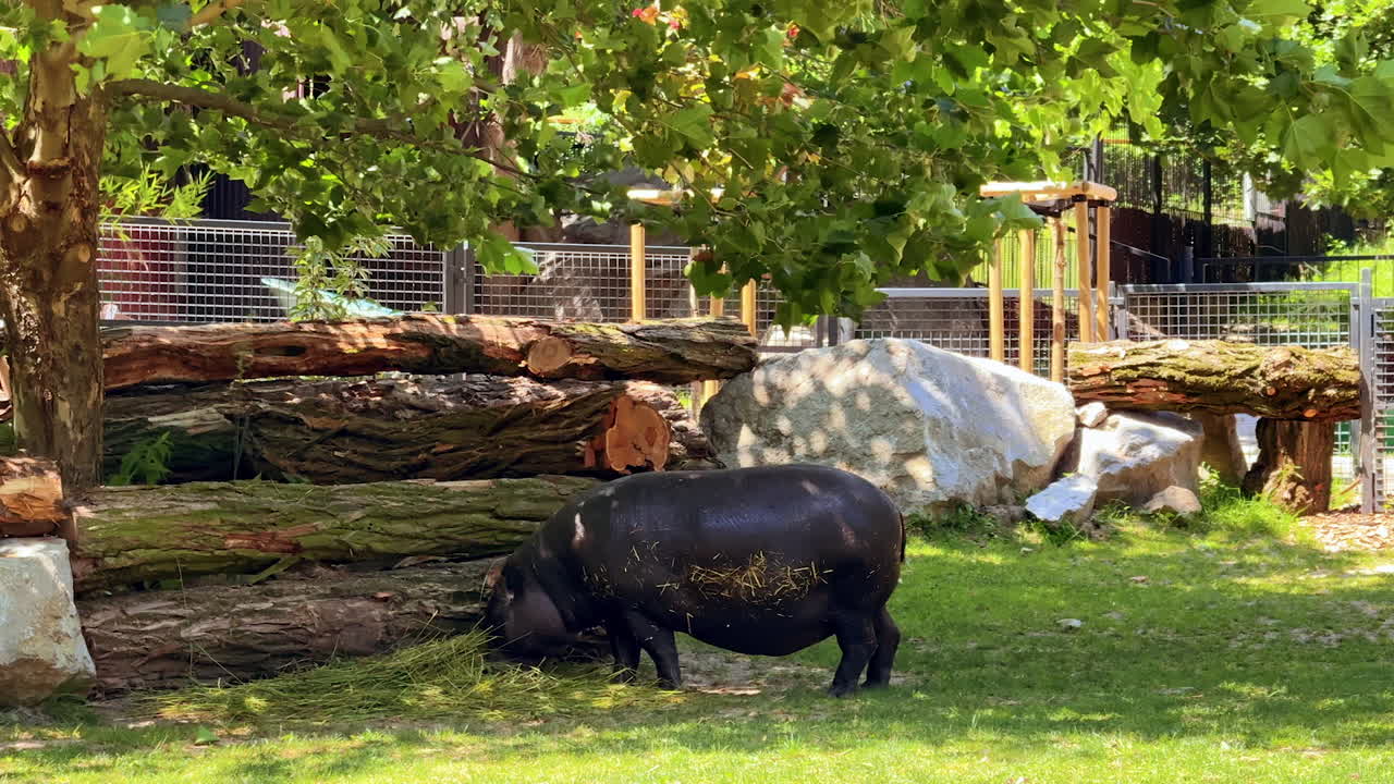 Hippo enjoys sunny day in green area. A hippo grazes under trees in a lush habitat on a sunny day, displaying natural behavior in safety