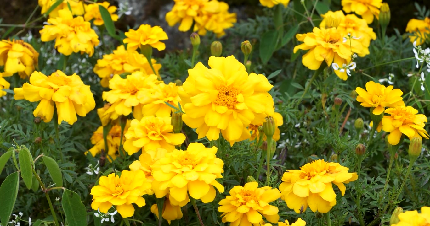 Tagete francese (Tagetes patula) nei Giardini Butchart di Victoria, Columbia Britannica, Canada.