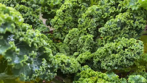 fresh kale in the vegetable garden | close up - pan