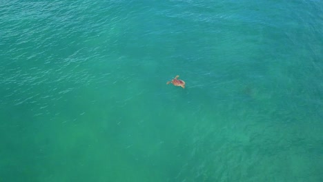 Giant-Turtle-Coming-to-the-Surface-to-Breathe-with-Calm-Sea,-Aerial-Shot