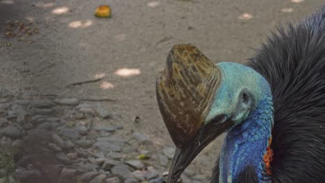 Nahaufnahme-Von-Kasuar,-Größter-Vogel---Hoher-Winkel