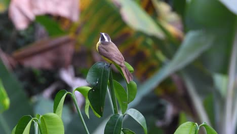 social flycatcher bird with beautiful bright yellow coloring sits on a plant in a jungle looking around before flying off