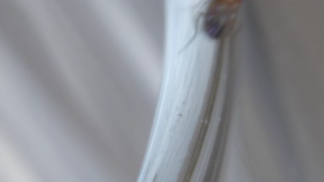 fruit fly hangs onto lip of cup and slowly crawls up