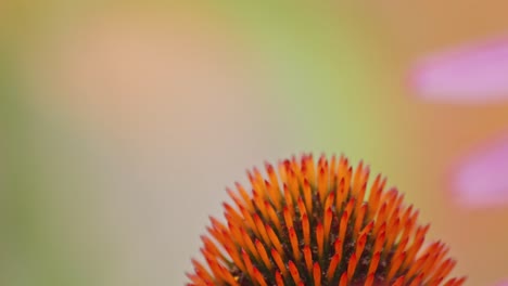 A-macro-close-up-shot-of-a-bumblebee-taking-off-into-a-flight-from-the-top-of-a-orange-cloneflower