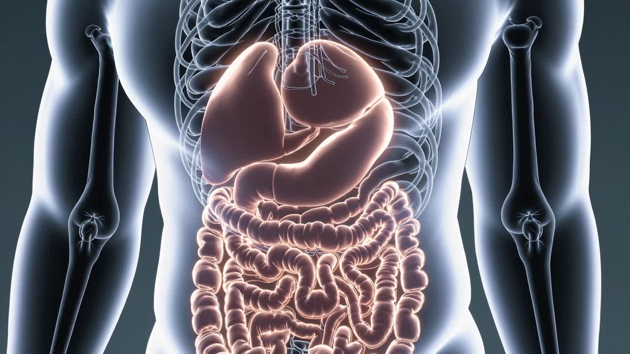 A medical video concept showing a frontal view of a human torso with a glowing, transparent overlay