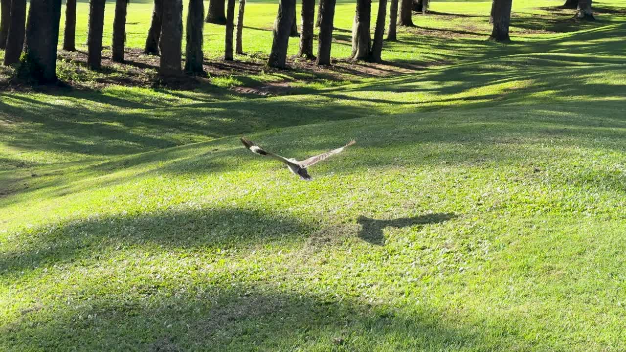 A kookaburra takes flight across a sunlit golf course, surrounded by trees casting long shadows