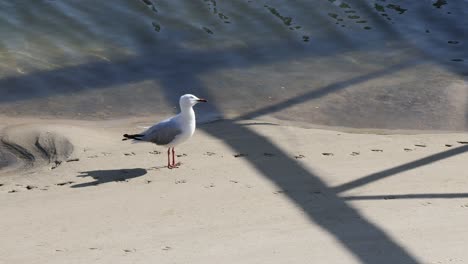 seagull walking along the beach near water