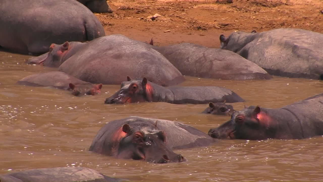 물속에서 더위를 식히는 하마