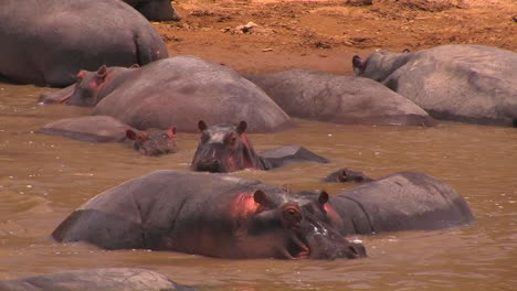 hippos cooling off in the water