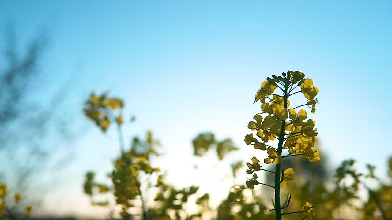 campo de canola de colza amarilla floreciente amanecer retroiluminado