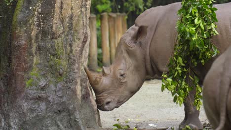 rinoceronte asiático frotando el cuerno al árbol durante un día lluvioso en el zoológico de singapur