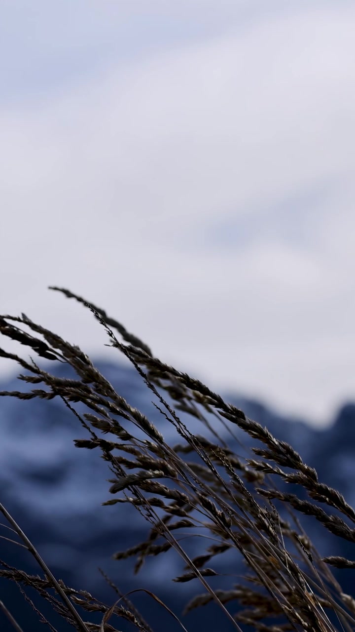 Primo piano dell'erba che ondeggia dolcemente nel vento con montagne sullo sfondo, sotto una luce naturale soffusa.