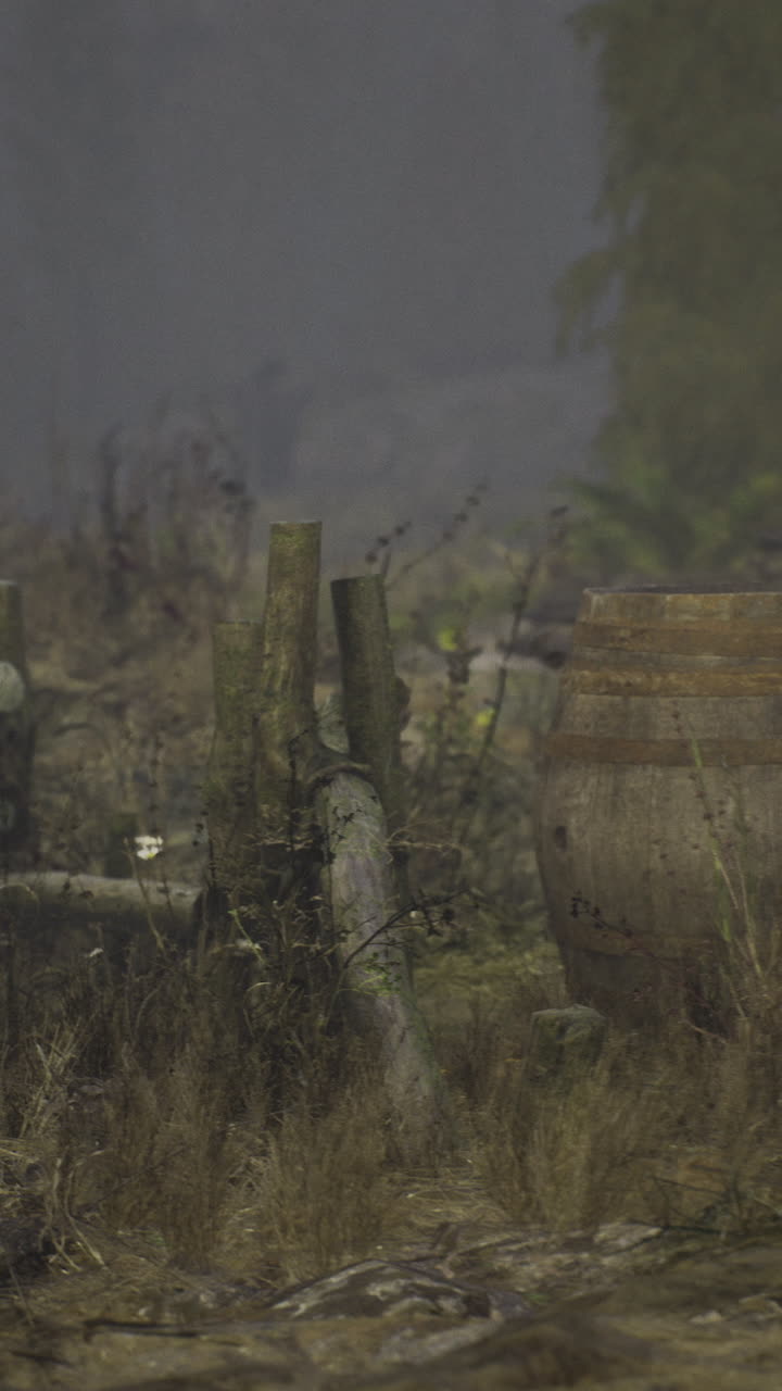 Mysterious journey through a foggy forest at dawn with eerie shadows and nature