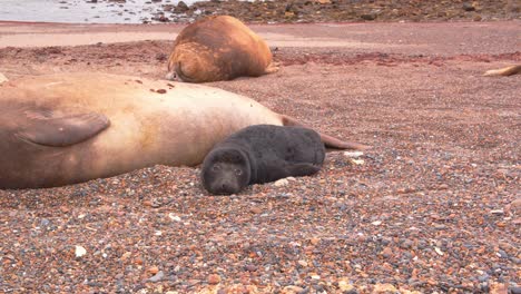 ground level shot of a new born elephant seal pup laying on sandy beach half asleep with other seals around