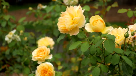 yellow rose bush flowering during summer