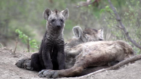 hyena cubs waking up at the densite as their mother still sleeps beside them