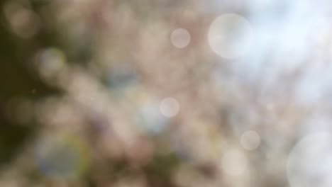 fondo de verano abstracto con bokeh