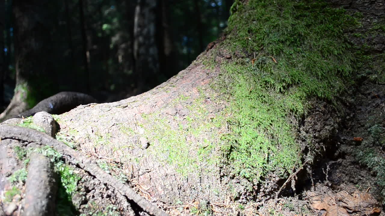 Shooting by a slider. Shooting in the pine wood