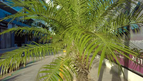 Small exotic plant in street