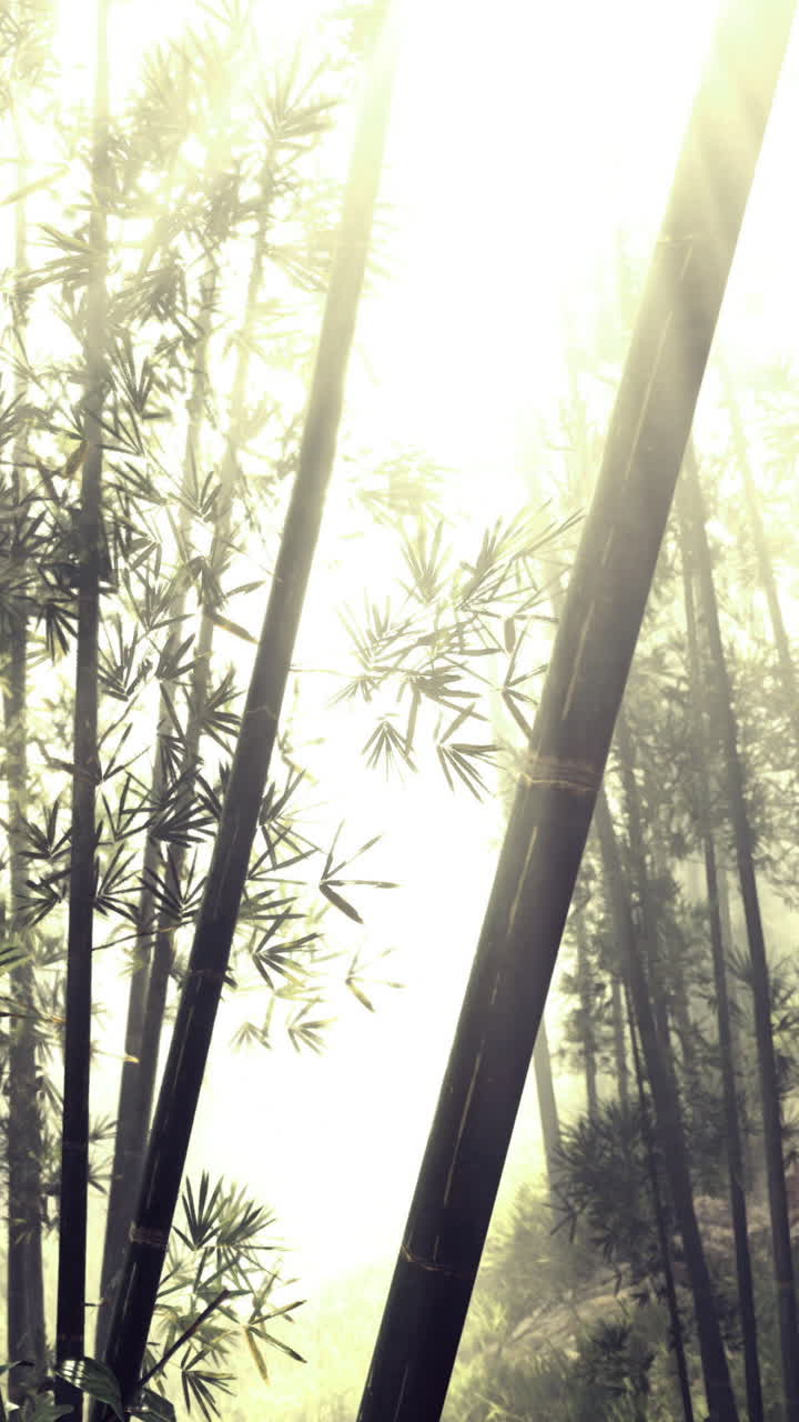 Luce solare che filtra attraverso alti alberi di bambù in una foresta nebbiosa.