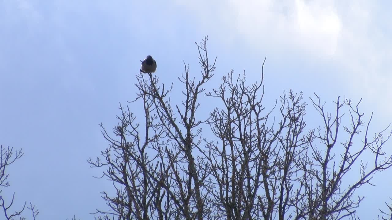 el cuervo se sentó en la rama de un árbol y se fue volando