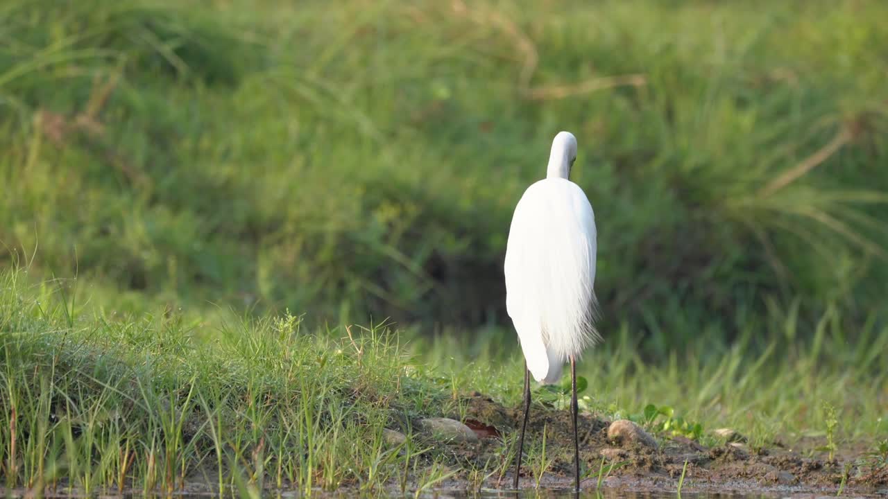 una garceta en plumaje reproductivo comiendo un pez serpiente mientras está de pie al borde de un río