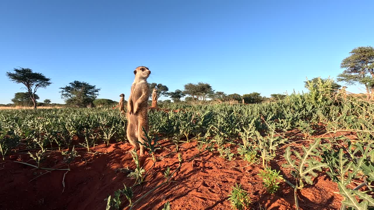 Surikater som står i morgensolen i den sørlige Kalahari-ørkenen i Afrika