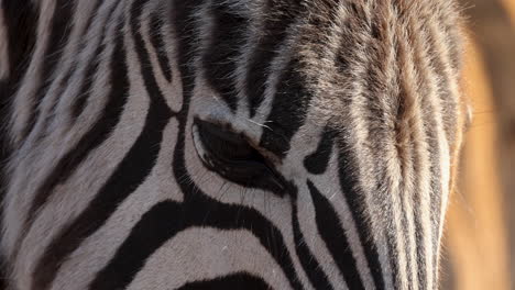 zebra foal eyes blinking and head patterns, extreme closeup macro detail