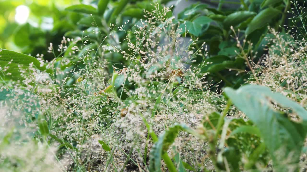 Close-up of Grass and Weeds in a Garden