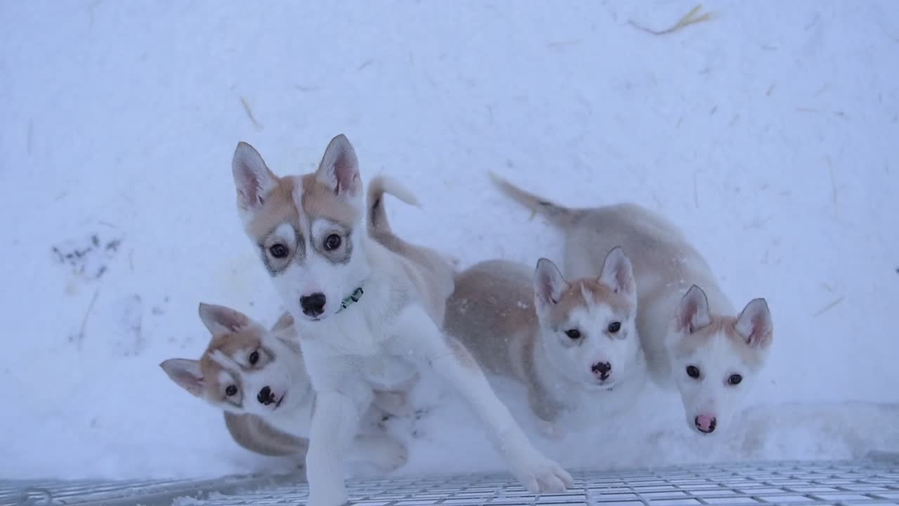 Husky Puppies Playing in the Snow