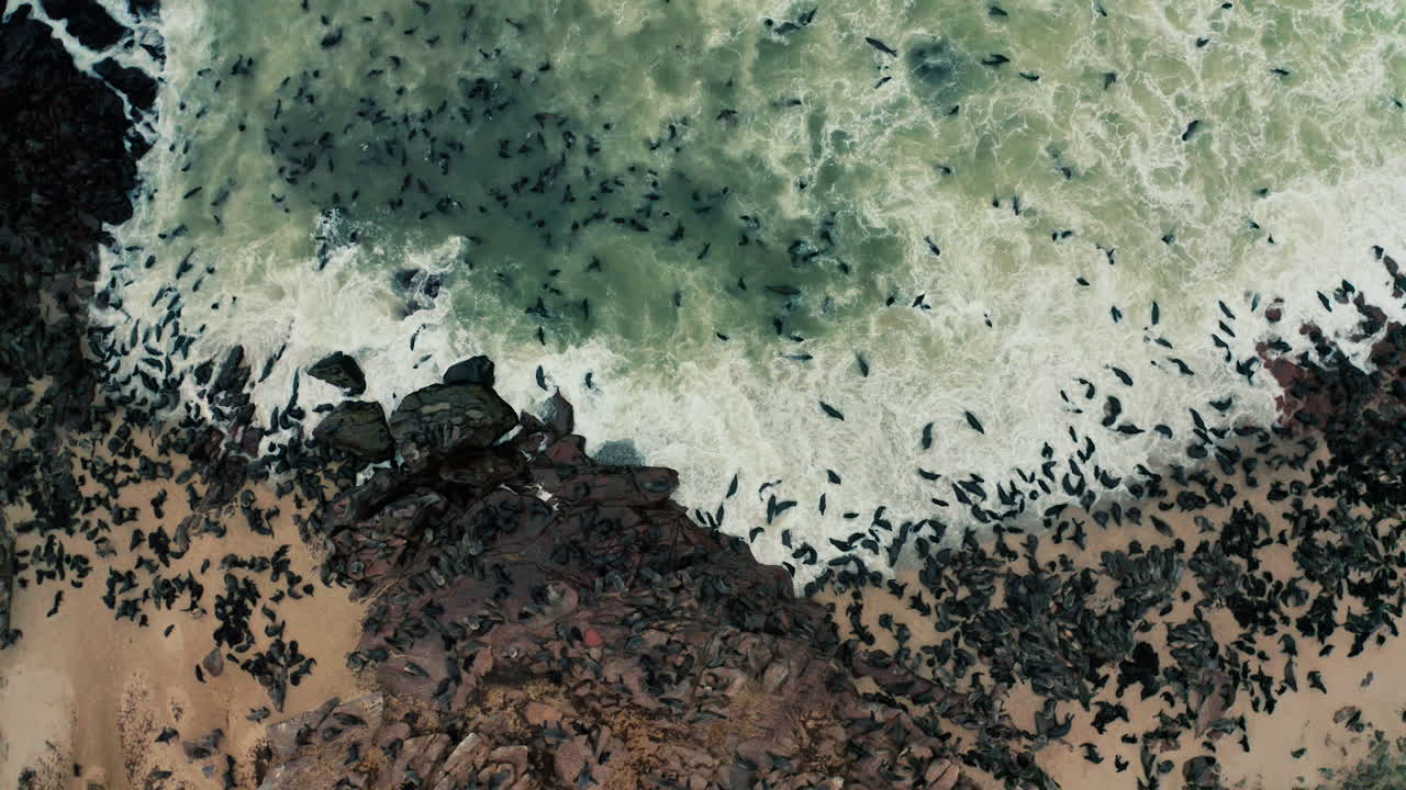 Aerial View of Seals at the Coastline