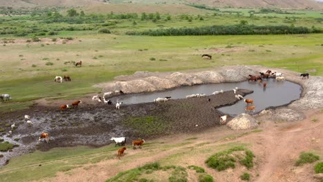 Aerial-Shot-Of-Horses-Grazing-In-Wide-Green-Meadow-Around-Small-Pond