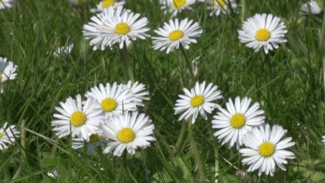 Nahaufnahme-Von-Gänseblümchen,-Die-Auf-Dem-Rasen-Wachsen.-Frühling,-Großbritannien