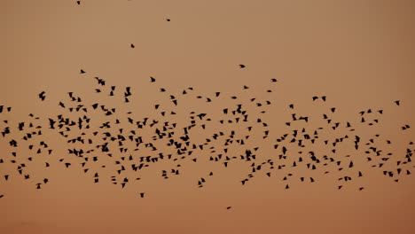 bandada de aves en vuelo al atardecer o al amanecer