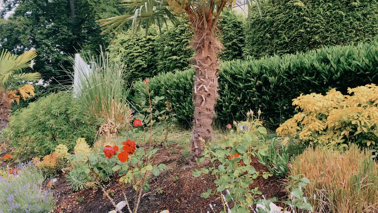 hierba y palmeras en medio de la ciudad