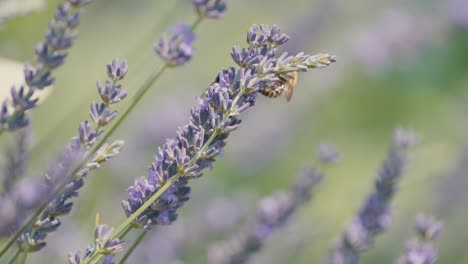 Marvel-at-the-charming-sight-of-a-bumblebee,-gracefully-buzzing-around-lavender-blooms,-framed-by-a-captivating-bokeh-background