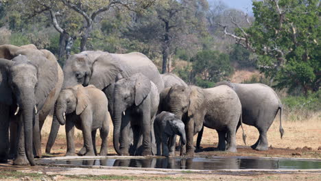 african elephant  family drinking at a waterhole