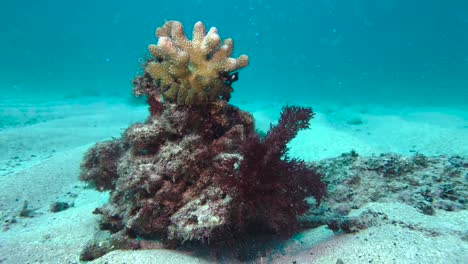 hawaiian damselfish dancing around a coral in the middle of sandy buttom of the ocean