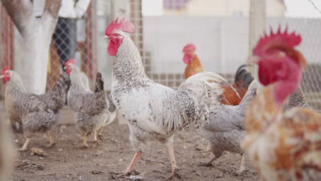 una gallina fuerte caminando en un gallinero junto con diferentes pollitos. filmado en cámara lenta