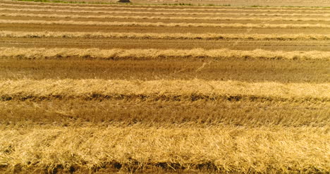 Combine-Harvester-Gathers-Agricultural-Field-1