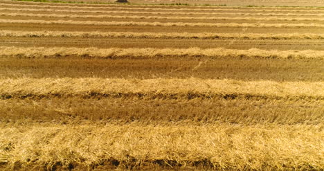 combine harvester gathers agricultural field 1