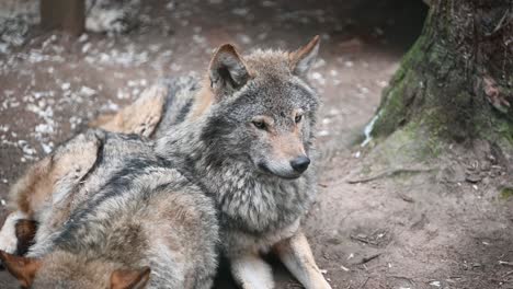 beautiful eurasian grey wolf being alert while it's partner sleeping